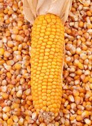 Farmers in Kapiri Mposhi have called for a favourable maize floor price this crop marketing season.